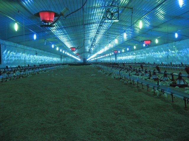 Luces de la granja de pollos de engorde de Arkansas