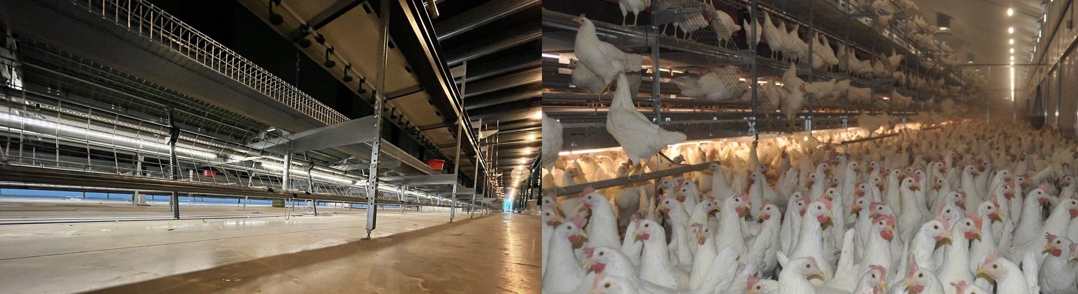 LED Bulbs and LED Tubes in Poultry house